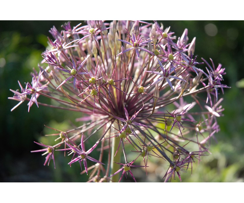 Persian Star Allium
